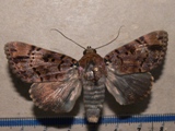 Pseudoarcte albicolis